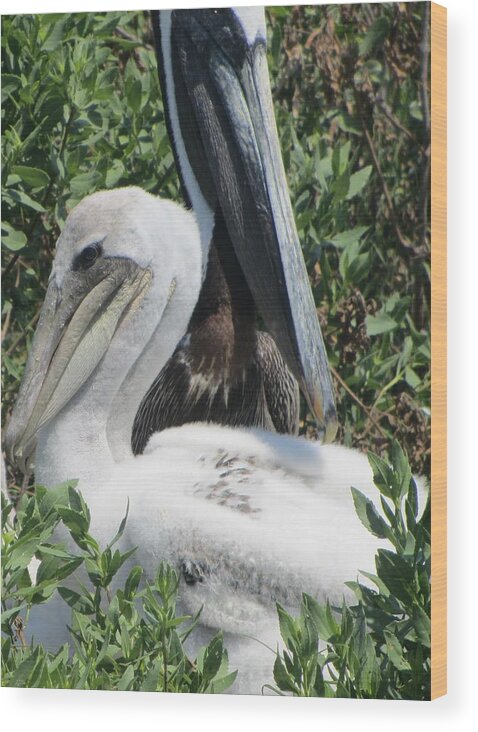 Pelican Wood Print featuring the photograph Pelicans of Beacon Island 2 by Cathy Lindsey