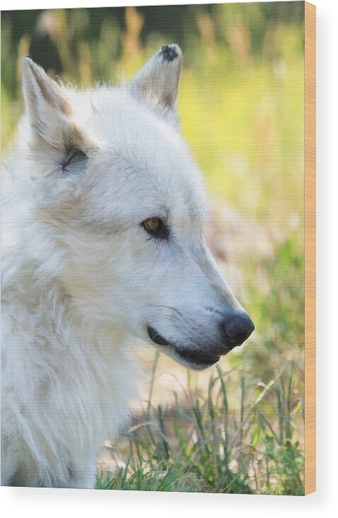 Wolves Wood Print featuring the photograph White Wolf #3 by Athena Mckinzie