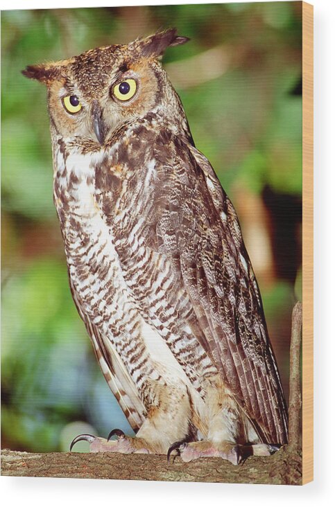 Great Horned Owl Wood Print featuring the photograph Great Horned Owl #11 by Millard H. Sharp