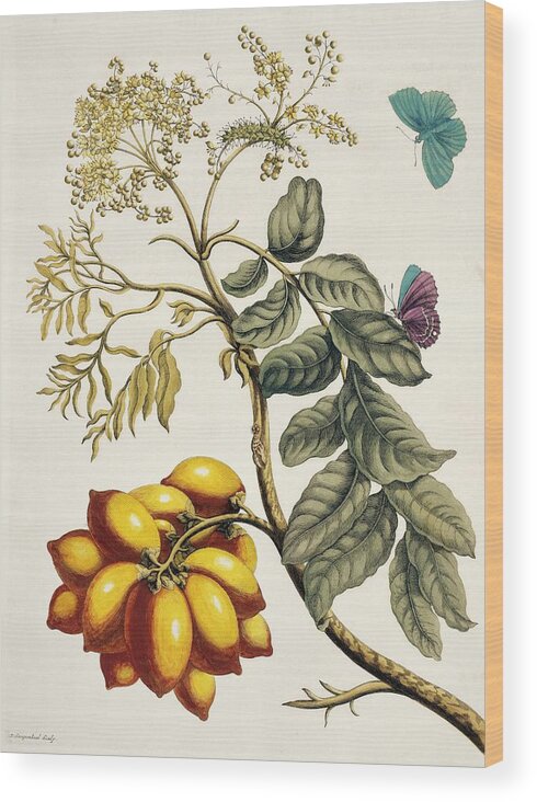 Blossom Wood Print featuring the photograph Insects Of Surinam by Natural History Museum, London/science Photo Library