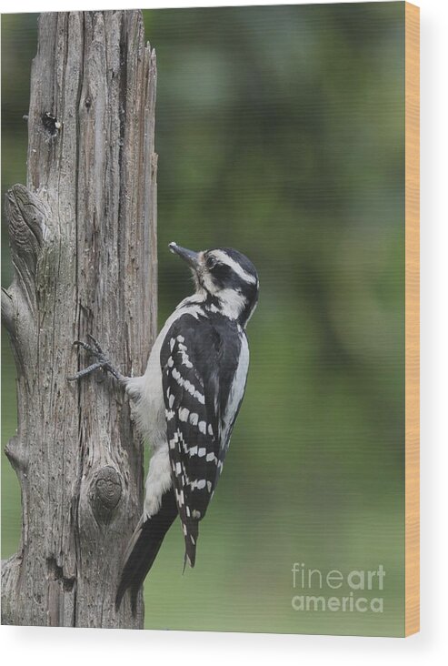 Nature Wood Print featuring the photograph Hairy Woodpecker #18 by Jack R Brock