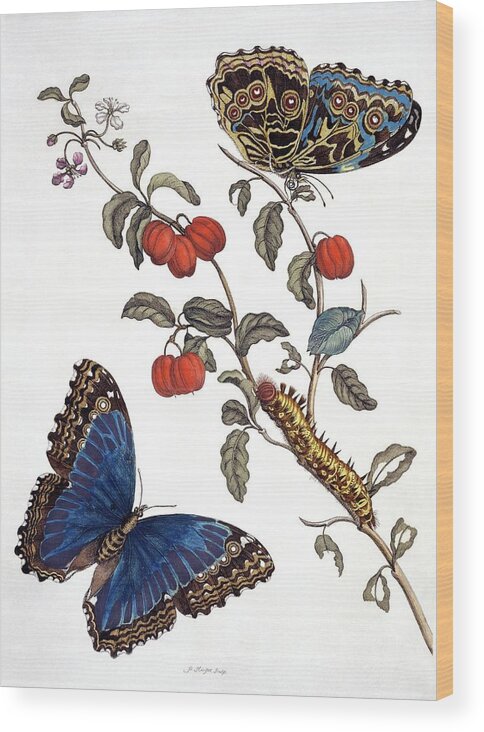 Cherry Wood Print featuring the photograph Insects Of Surinam #25 by Natural History Museum, London/science Photo Library