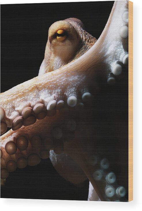 Copenhagen Wood Print featuring the photograph Common Octopus, Octopus Vulgaris #3 by Henrik Sorensen