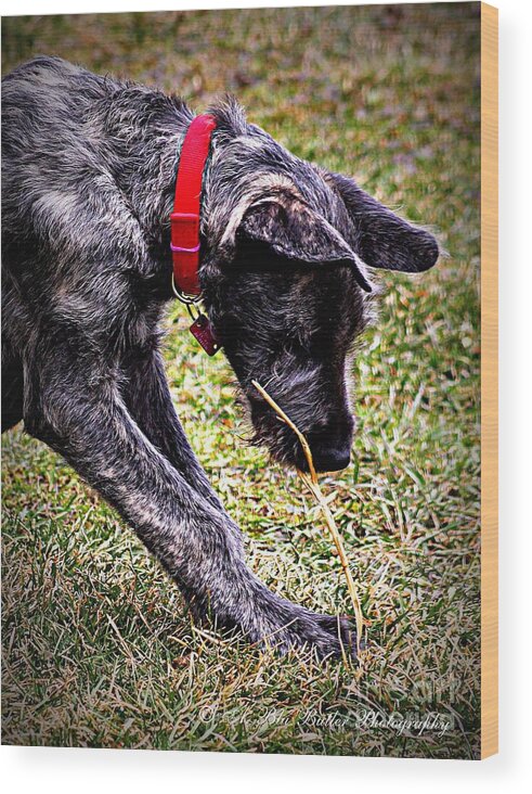 Puppy Wood Print featuring the photograph Murphy #4 by Ann Butler