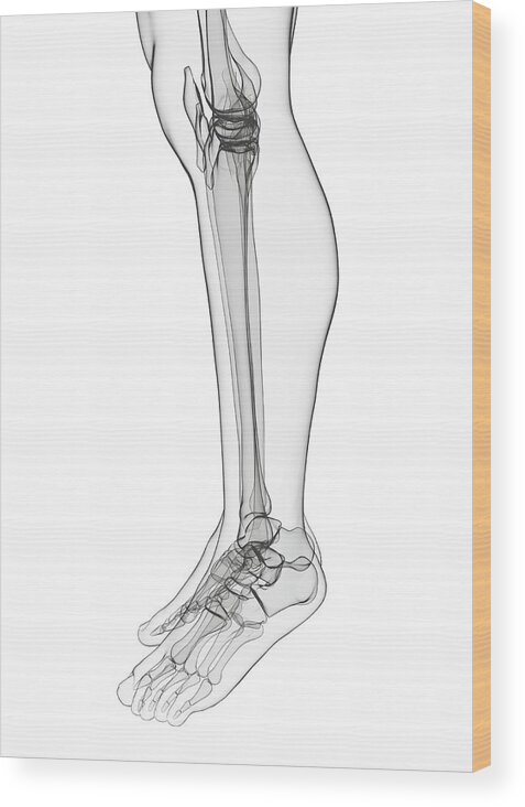 Leg anatomy sketches! #anatomy #gesturedrawing #humananatomy  #gottogetbetter #linework #ballpointpen #sketchbook #traditionalart |  Instagram