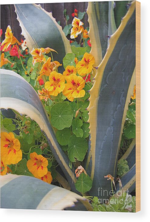Agave Wood Print featuring the photograph Agave and Nasturtiums by James B Toy