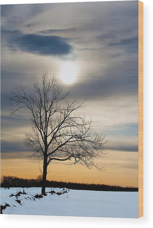 Tree Wood Print featuring the photograph Alone by David Pratt
