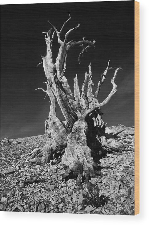 Alive Wood Print featuring the photograph Ancient Bristlecone Pine Tree Clings by Jerry Ginsberg
