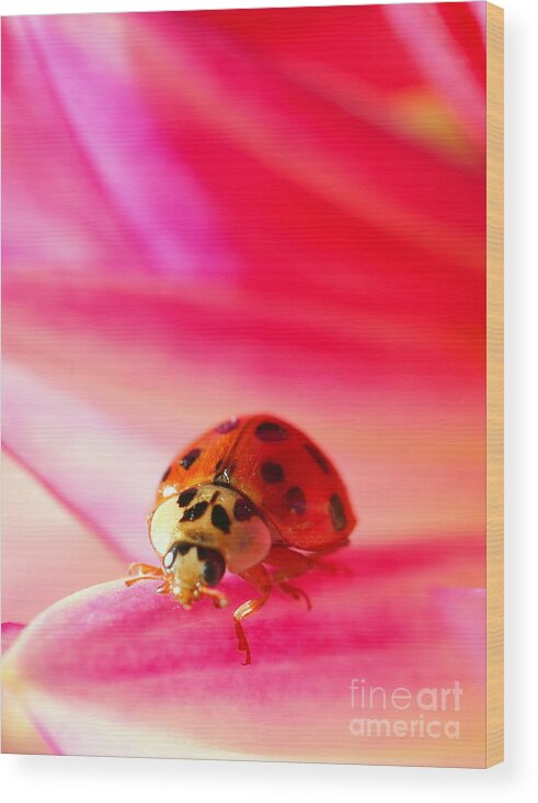 Red Wood Print featuring the photograph Asian Lady Beetle 2 by Amanda Mohler