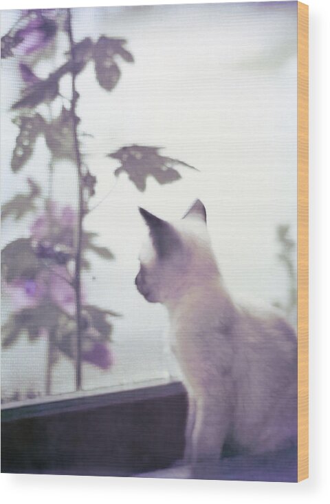 Siamese Wood Print featuring the photograph Baby Siamese Kitten by Lynn Hansen