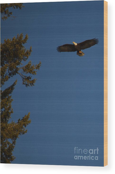 Patzer Wood Print featuring the photograph Be Free by Greg Patzer