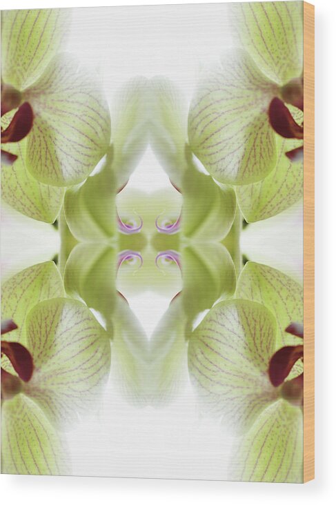 Tranquility Wood Print featuring the photograph Beautiful, Finely Textured Orchid by Silvia Otte