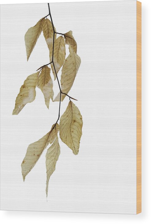 Beech Wood Print featuring the photograph Beech Study - Arboretum by Alan Norsworthy
