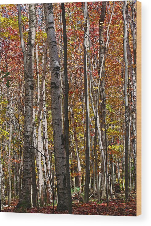 Foliage Wood Print featuring the photograph Birch Trees in Autumn by Juergen Roth