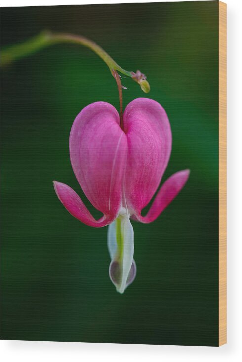 Flower Wood Print featuring the photograph Bleeding Heart by Robert Mitchell
