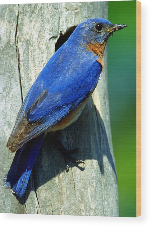 Sialia Sialia Wood Print featuring the photograph Bluebird by Millard H. Sharp