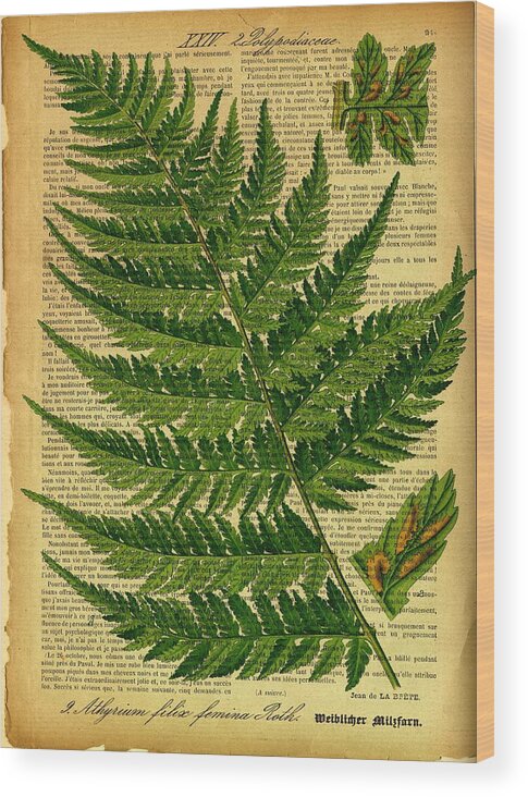 Botanical Wood Print featuring the digital art Botanical Print on old book page by Lilia S