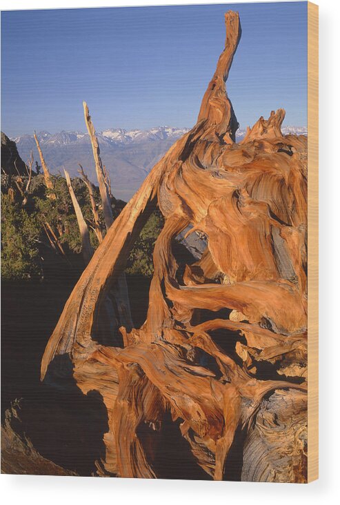 Bristlecone Pine Wood Print featuring the photograph 1N6952-Bristlecone Pine and the Palisades by Ed Cooper Photography