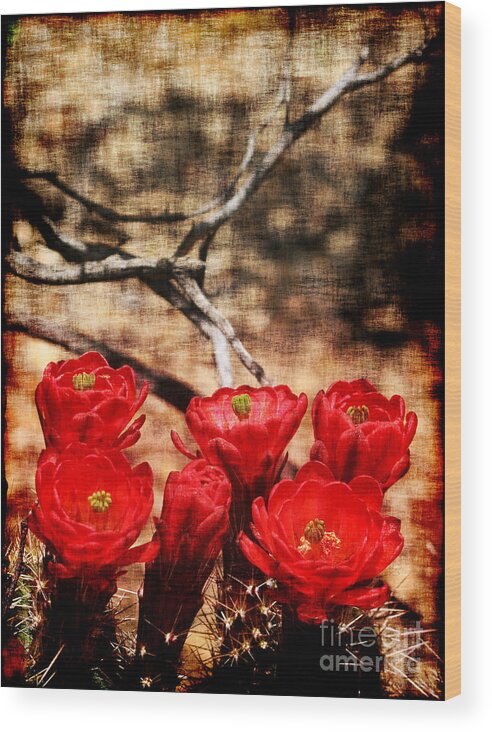 Cactus Wood Print featuring the photograph Cactus Flowers 2 by Julie Lueders 