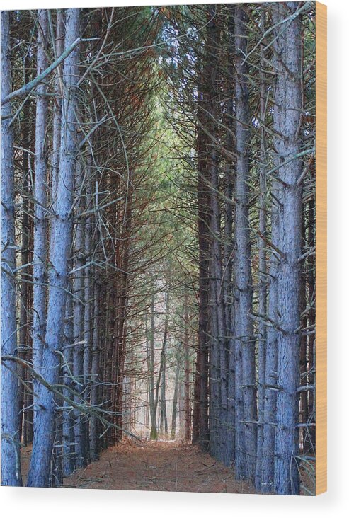 Pines Wood Print featuring the photograph Cathedral of Pines by David T Wilkinson