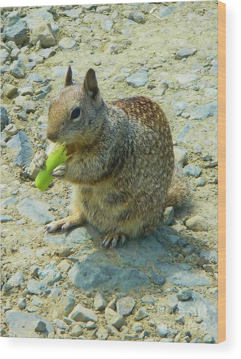 Nature Wood Print featuring the photograph Cellery Squirrel by Gallery Of Hope 