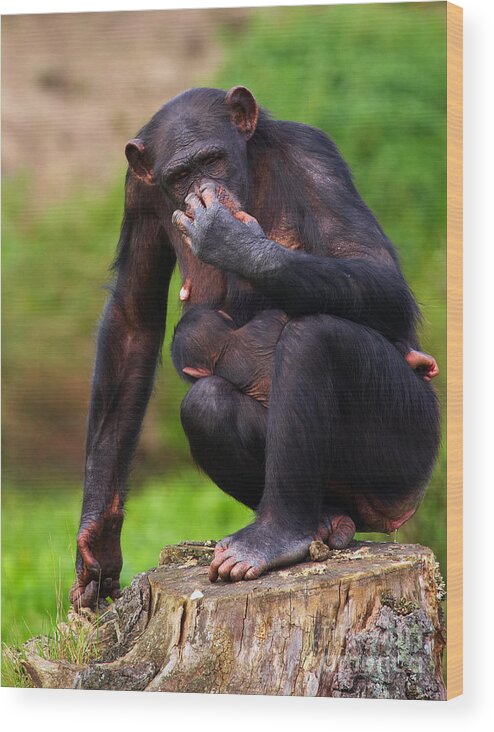 Chimpanzee Wood Print featuring the photograph Chimp with a baby on her belly by Nick Biemans