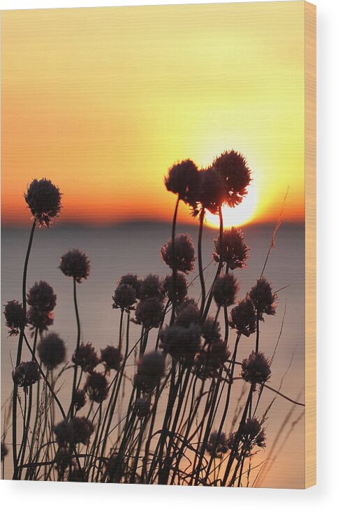 Chives Wood Print featuring the photograph Chives Sunset by Jukka Palm