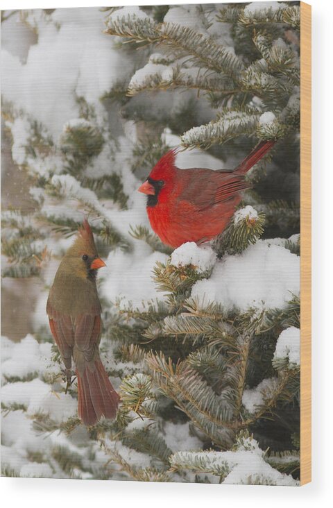 Bird Wood Print featuring the photograph Christmas card with cardinals by Mircea Costina Photography