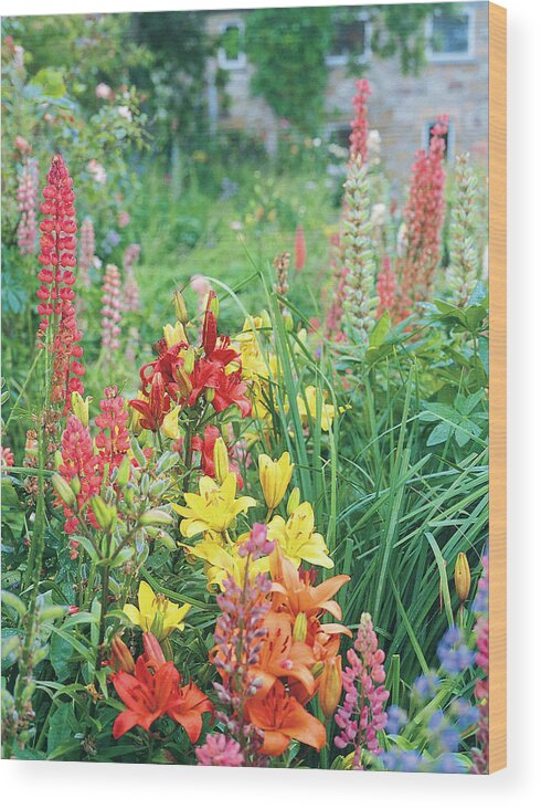 No People Wood Print featuring the photograph Close-up View Of Colourful Flowers by Derek Fell