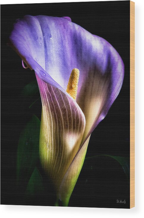 Flower Wood Print featuring the photograph Colors by Don Hoekwater Photography