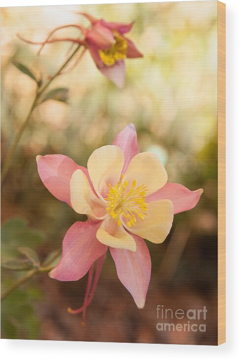  Wood Print featuring the photograph Columbine by Roselynne Broussard