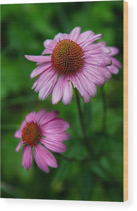 Cone Flowers Wood Print featuring the photograph Cone Flowers by Louise St Romain