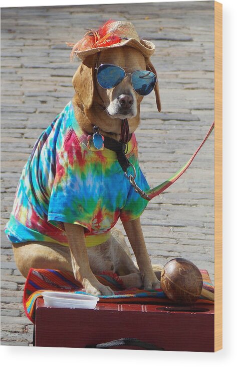 Dog Wood Print featuring the photograph Cool Dude Dog 1 by Sheri McLeroy