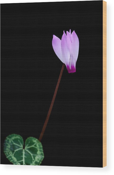 Flower Wood Print featuring the photograph Pink Cyclamen flower by Michalakis Ppalis