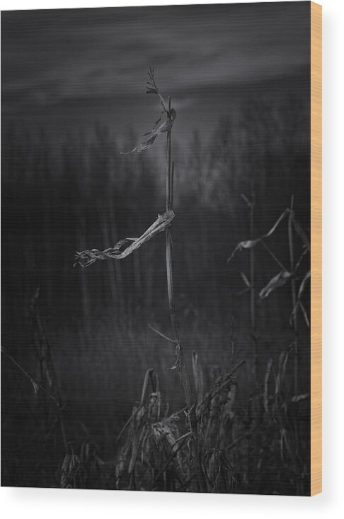 Surreal Wood Print featuring the photograph Dance of the Corn by Sue Capuano