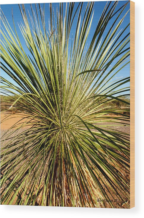 Desert Wood Print featuring the photograph Desert Peacock by Dick Botkin