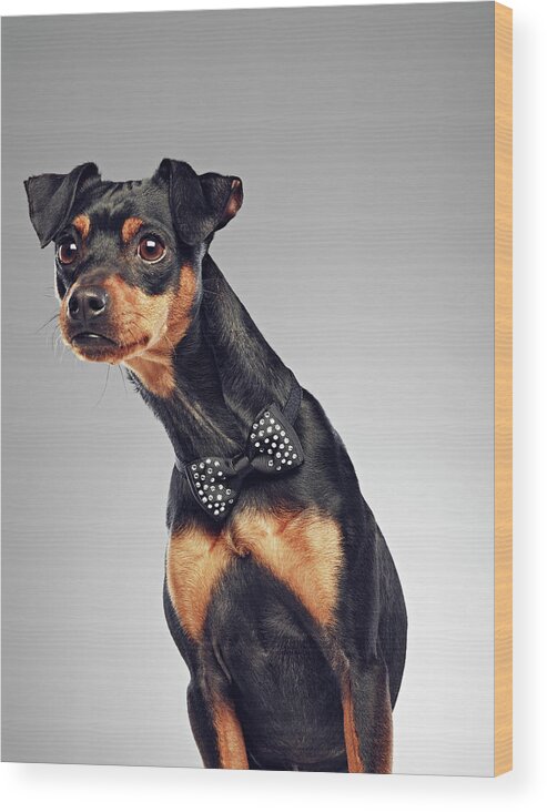 Alertness Wood Print featuring the photograph Dog Wearing Bow Tie by 24frames