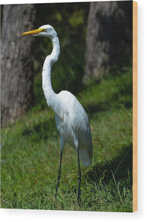 Waterfowl Wood Print featuring the photograph Egret - full length by John Johnson