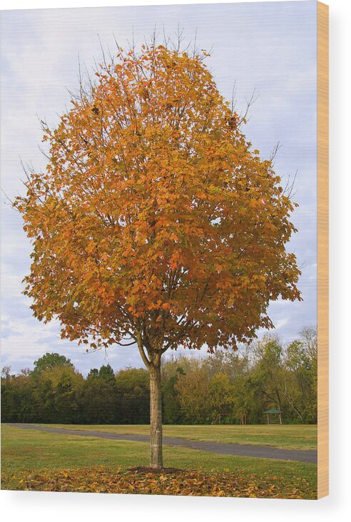 Maple Tree Wood Print featuring the photograph Fall Sugar Maple by Melinda Fawver