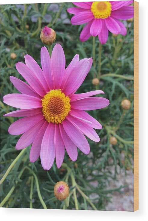 Pink Wood Print featuring the photograph Flower by Niki Mastromonaco