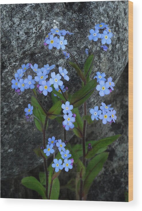 Forget-me-nots Wood Print featuring the photograph Forget-Me-Not Portrait by David T Wilkinson