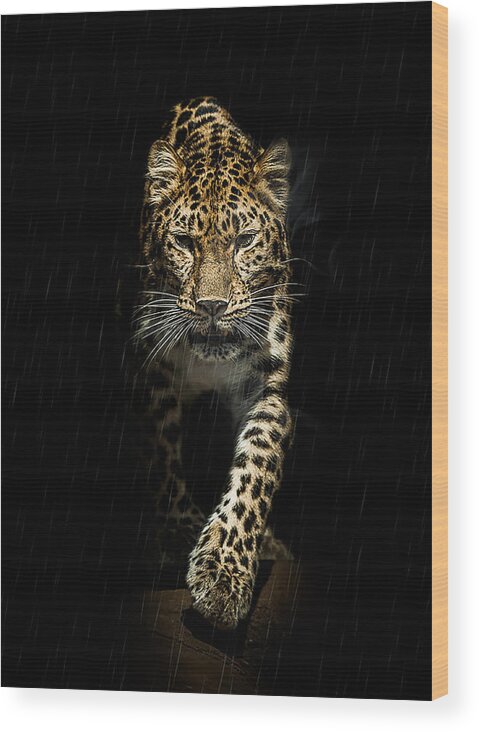 Leopard Wood Print featuring the photograph From out of the darkness by Paul Neville
