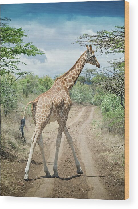 Shadow Wood Print featuring the photograph Giraffe Crossing Road In Masai Mara by Mehmed Zelkovic