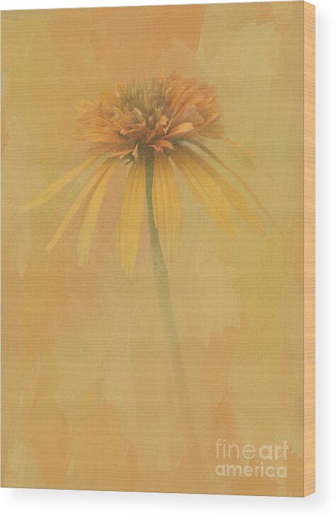 Coneflower Wood Print featuring the digital art Golden Sunshine by Jayne Carney