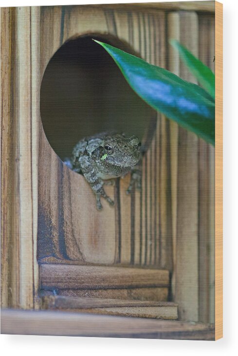 Cope's Gray Tree Frog Wood Print featuring the photograph Gray Tree Frog by Melinda Fawver