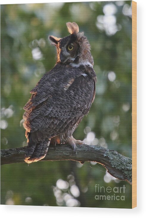 Great Horned Owl Wood Print featuring the photograph Great Horned Owl Profile by Marty Fancy