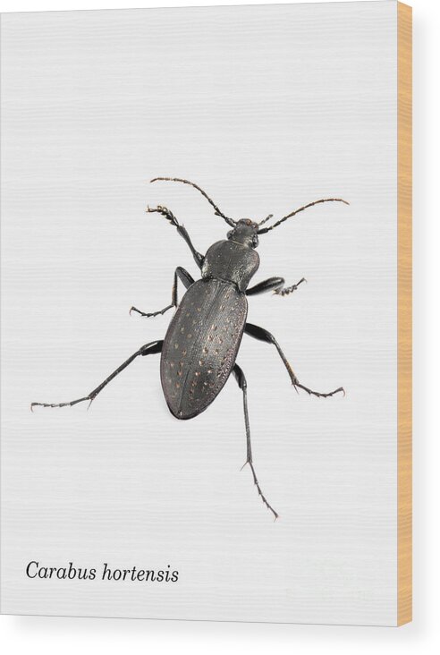 Ground Wood Print featuring the photograph Ground beetle Carabus hortensis by HHelene