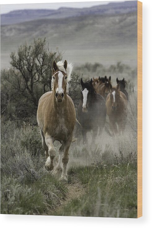 Horse Wood Print featuring the photograph Heading Home by Kristal Kraft