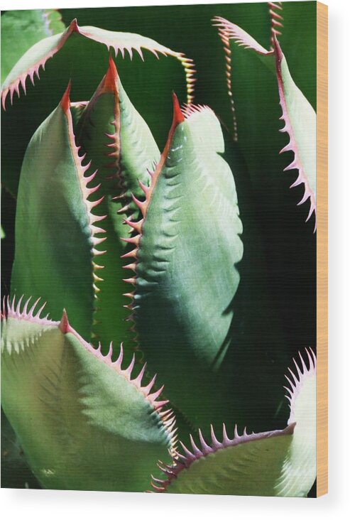 Aloe Wood Print featuring the digital art Hungry Aloe by Tg Devore