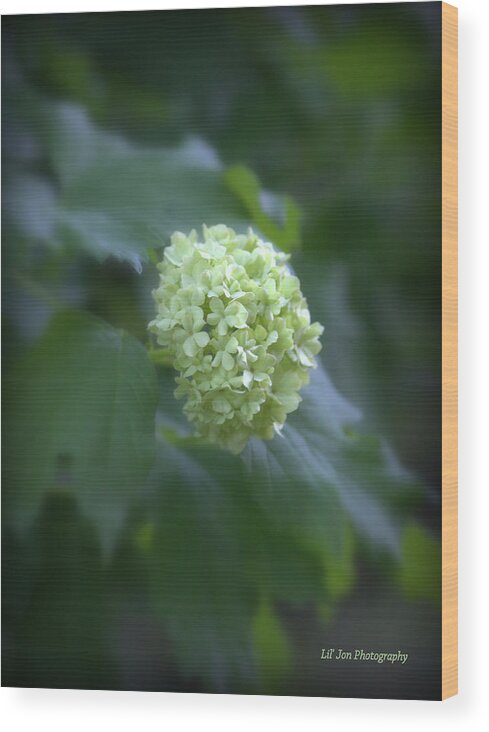 Hydrangea Wood Print featuring the photograph Hydrangea Glory by Jeanette C Landstrom